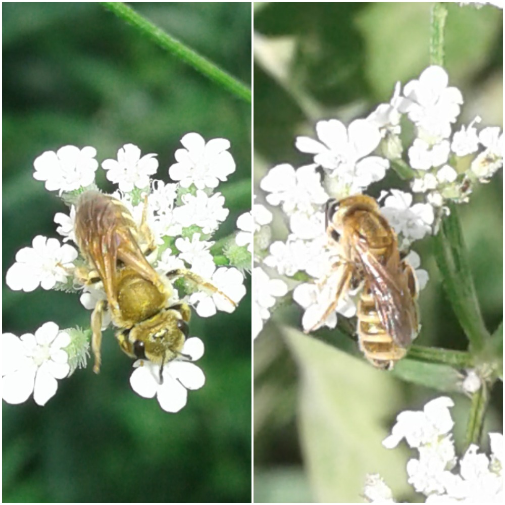 Vespina (???) da identificare